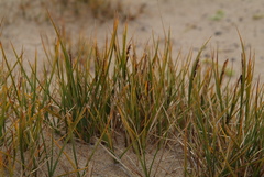 Carex subspathacea