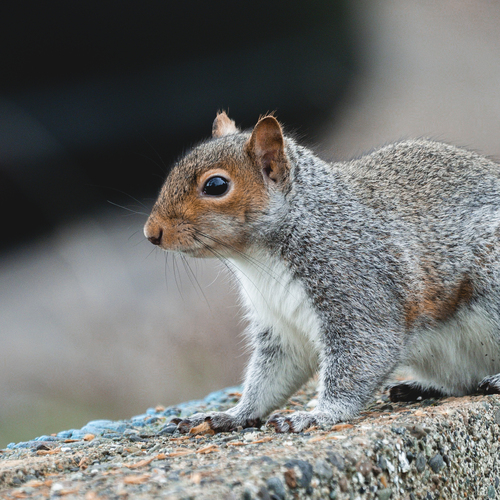 Eastern Gray Squirrel