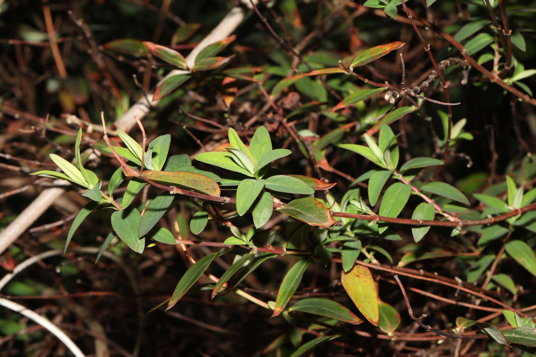 St John's wort