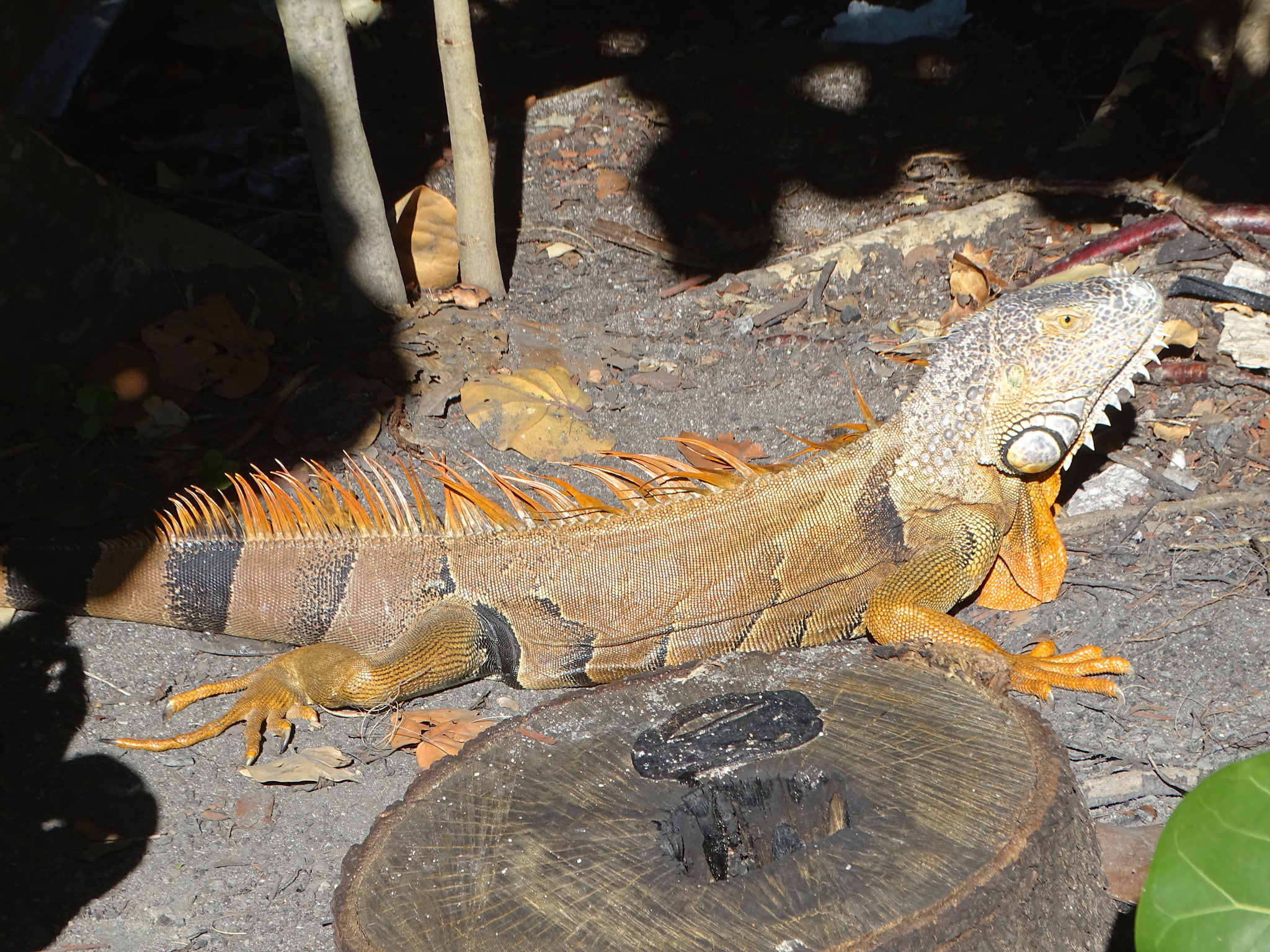 Iguana iguana (Linnaeus, 1758)