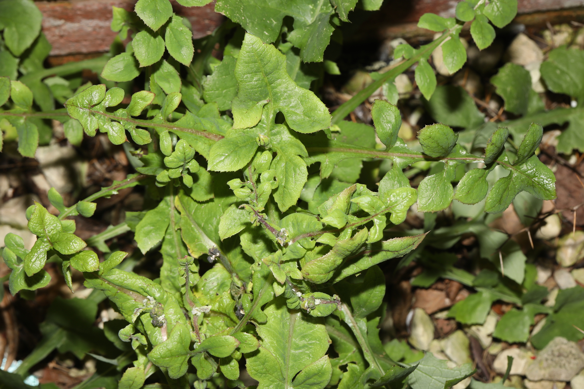 Cerraja