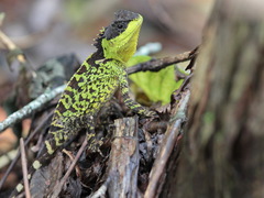 Acanthosaura lepidogaster