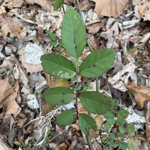 Foto de rosa-multiflora