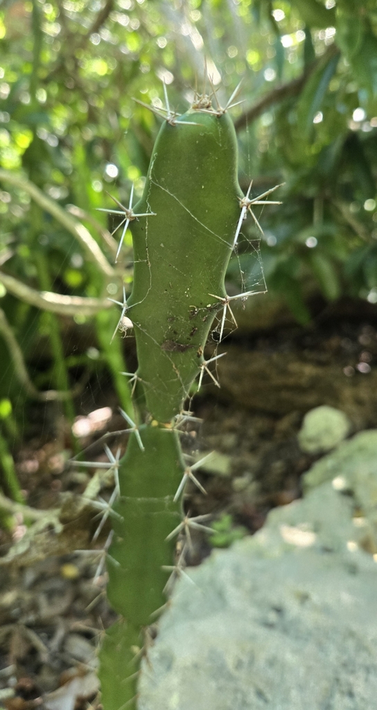 Cây xương rồng thanh sơn – Acanthocereus tetragonus