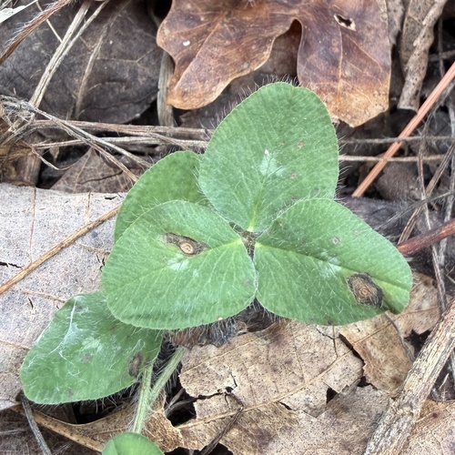 Another photo of Red clover