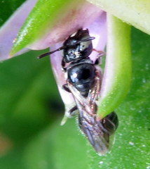Ceratina dentipes