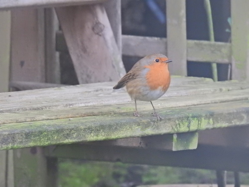 European Robin (Erithacus rubecula), photo 2