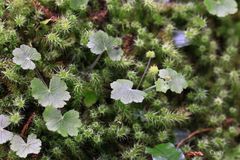 Hydrocotyle setulosa