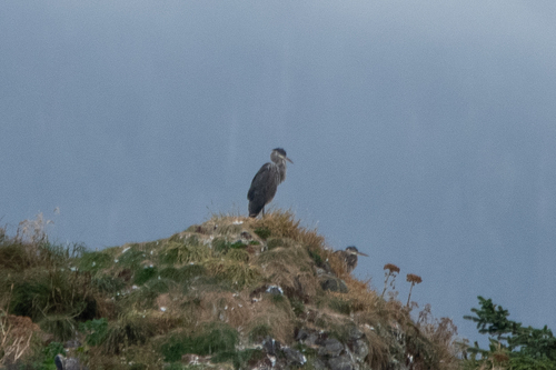 Great Blue Heron photographed in Alaska