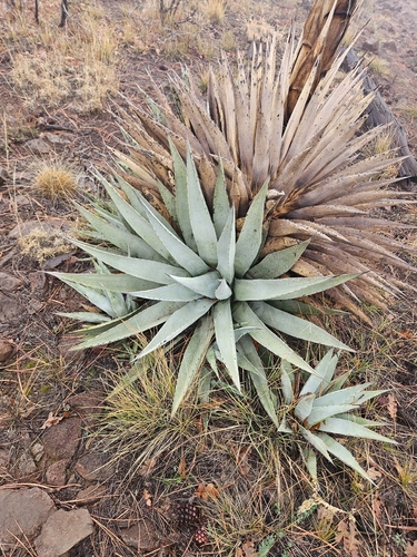Parry's agave