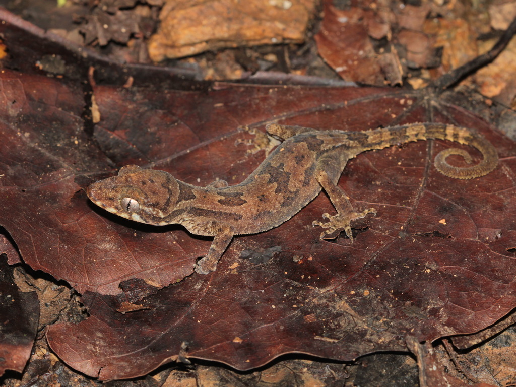 Kampuchea Bow-Fingered Gecko