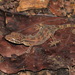 Short-handed Bent-toed Gecko - Photo (c) ian_dugdale, some rights reserved (CC BY)