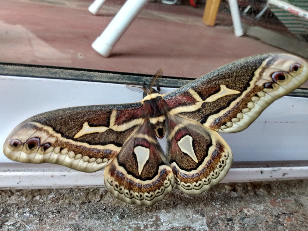 Rothschildia condor