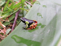 Mantella