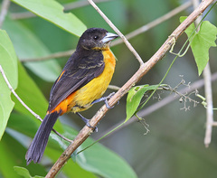 Ramphocelus flammigerus flammigerus