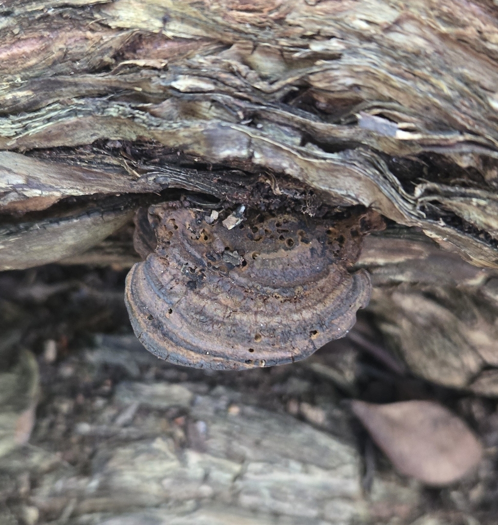 Ganoderma lobatum · January 2026 · photo: © benfungi (iNaturalist, cc-by)