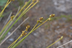 Carex tenuiflora