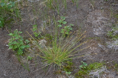Carex tenuiflora