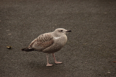 Larus argentatus