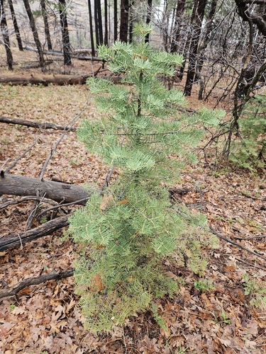 White fir