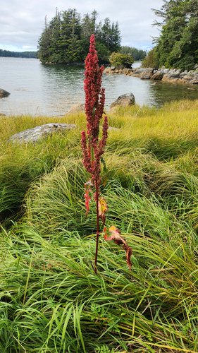 western dock (Rumex occidentalis)