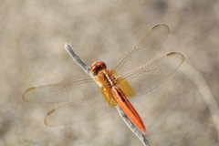 Crocothemis