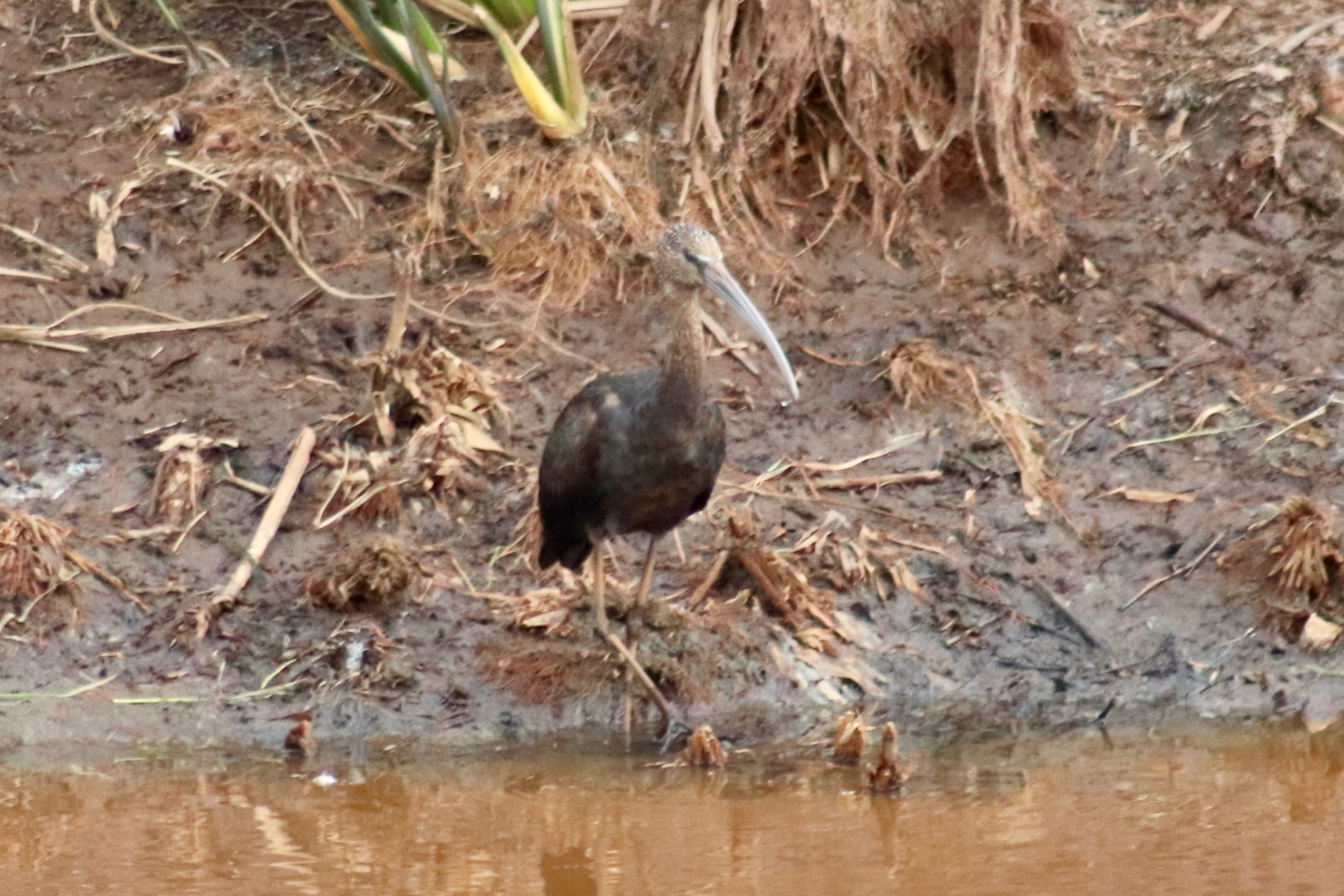 Glossy Ibis (Plegadis falcinellus), photo 10