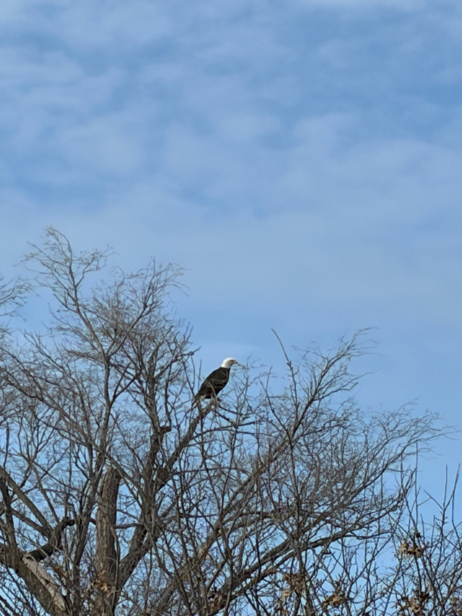Haliaeetus leucocephalus (Linnaeus, 1766)