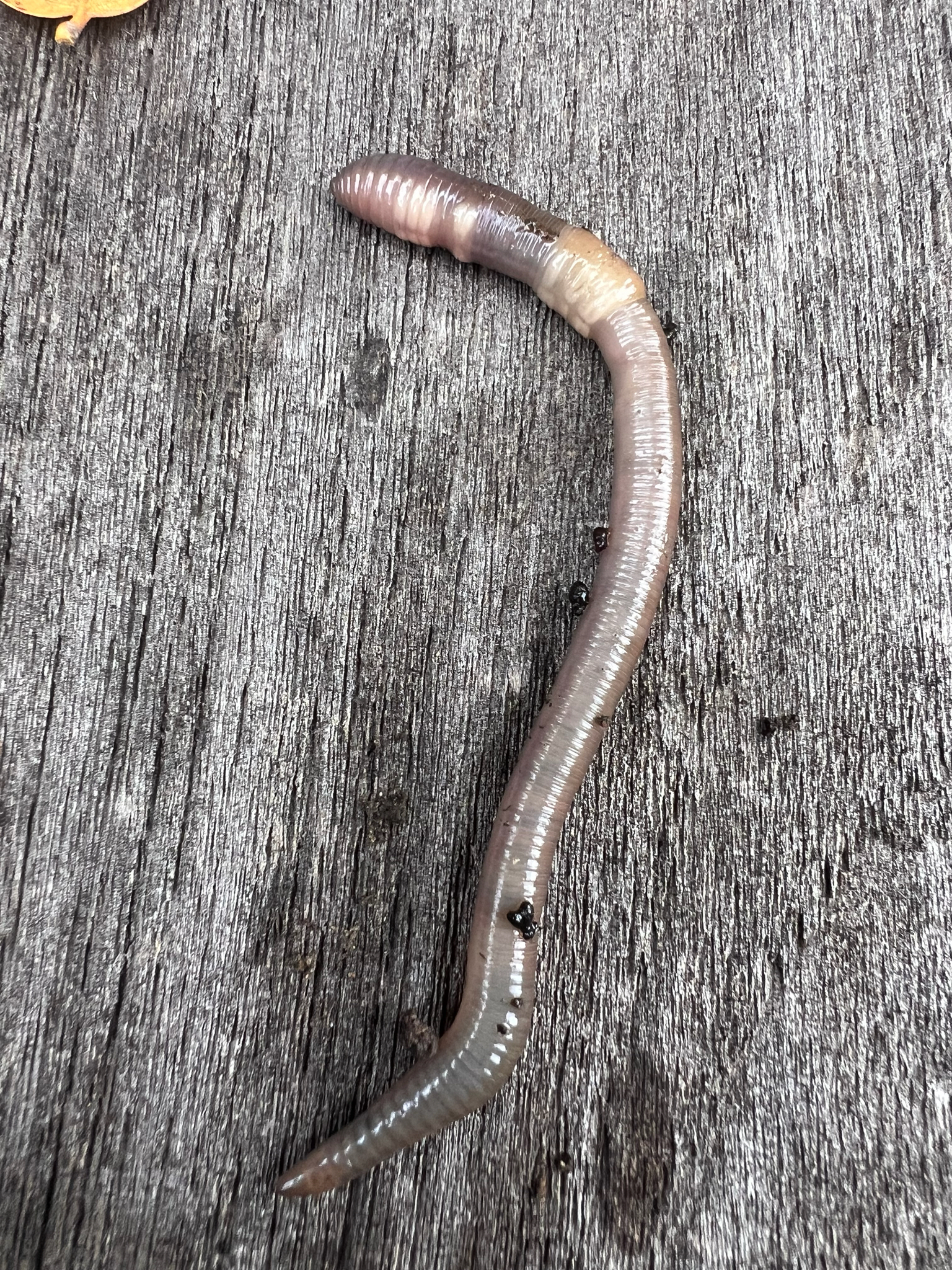 Aporrectodea caliginosa trapezoides (Dugés, 1828)