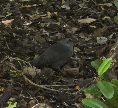 Grey Catbird (Dumetella carolinensis), photo 1