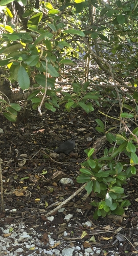 Grey Catbird (Dumetella carolinensis), photo 2