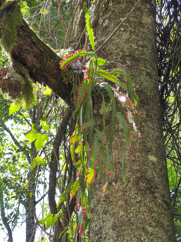Pfeiffera monacantha, photograph 2