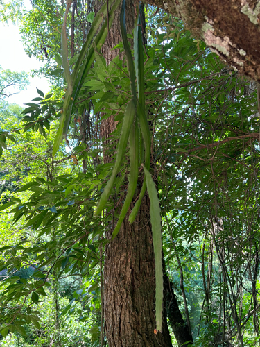 Pfeiffera monacantha, photograph 3