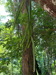 Pfeiffera monacantha, photograph (c) Kay Urban, some rights reserved (CC BY)