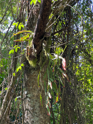Pfeiffera monacantha, photograph 6