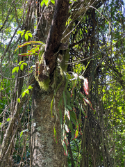 Pfeiffera monacantha, photograph (c) Kay Urban, some rights reserved (CC BY)