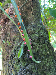 Pfeiffera monacantha, photograph (c) Kay Urban, some rights reserved (CC BY)