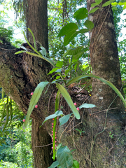 Pfeiffera monacantha, photograph (c) Kay Urban, some rights reserved (CC BY)