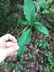 Gynochthodes sublanceolata