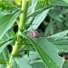 Araneae