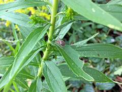 Araneae
