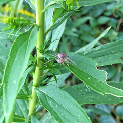 Araneae