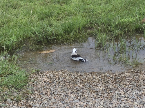 Masked Water Tyrant (Fluvicola nengeta), photo 4