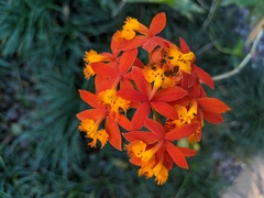 Epidendrum radicans