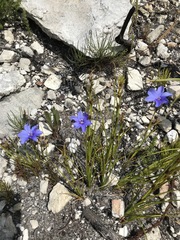 Aristea juncifolia