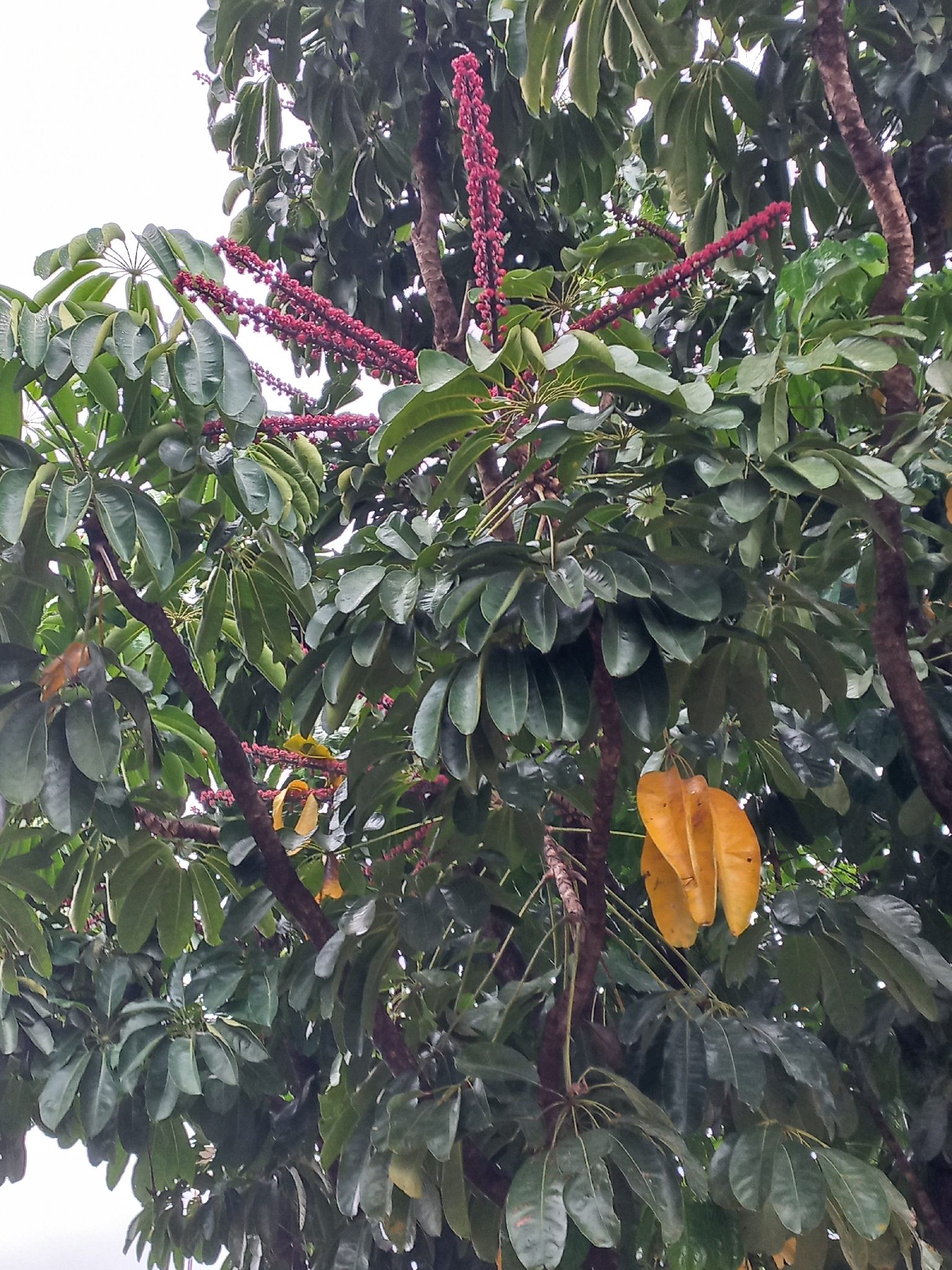 Umbrella tree