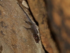 Gehyra angusticaudata