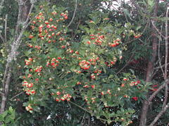 Euonymus spraguei