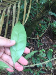 Gynochthodes sublanceolata