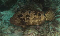 Brown-Marbled Grouper photo 4